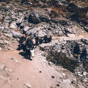 Jakki Everest Base Camp vaelluksella